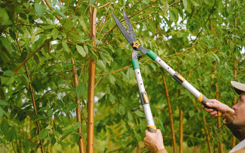 Tree trimming in Little Sioux, IA